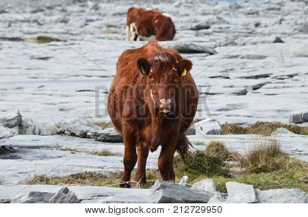 Beautiful cow sticking its tongue out to the camera in Burren