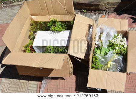 Thuja saplings for Green Fence. Planting Cypress tree saplings. Thuja Smaragd Pencil Cypress for Green Fencing.