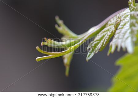 vine shoots in nature. macro . In the park in nature