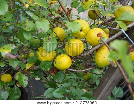 Bush Quince Fruit. Small Yellow Fruit. Garden Bush.