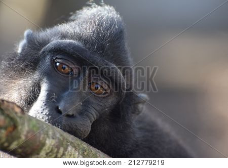 Macaque Monkey