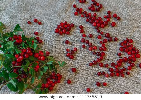 Berries of red cowberry along with twigs with green leaves.