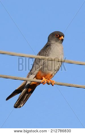 Red footed falcon (Falco vespertinus) perched on electric wires. Ukraine, 2017.