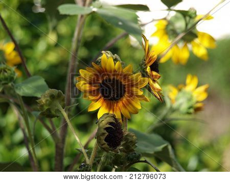 Shy sunflower scatered in backyard green field