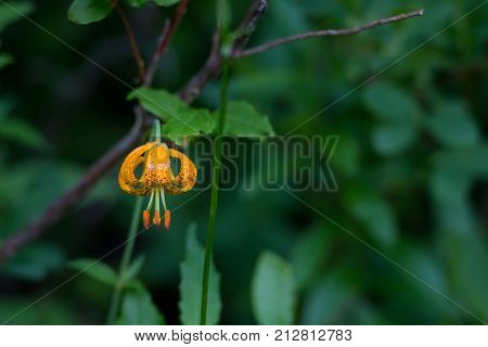 Turks Cap Lilly With Copy Space over green foliage