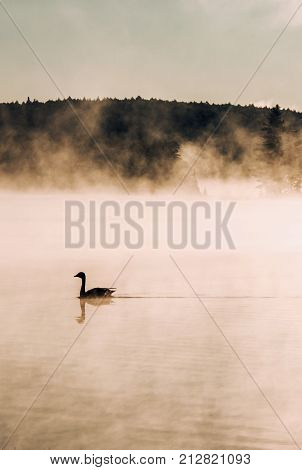 Duck swimming in lake of two rivers in algonquin national park ontario canada sunset sunrise with much fog foggy background