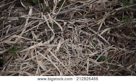 Catch A Snake. The Snake Escape. Man Tries To Catch The Snake By The Tail But She Runs Away, Escape.