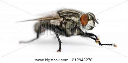 Flesh fly, Sarcophagidae, isolated on white