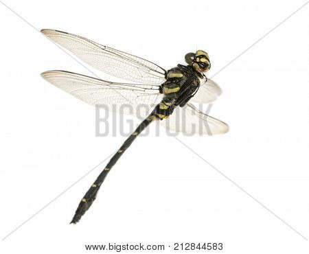 Flying Cordulegaster bidentata viewed from below, isolated on white
