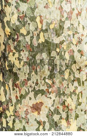 Platanus trees. Scaly and shaped patches on the trunk.