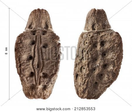 Egg of Phyllium giganteum with measurements, stick insects, phasmatodea