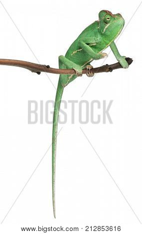 Young veiled chameleon, Chamaeleo calyptratus, in front of white background