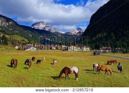 Horses in the Dolomites, Italy, Europe