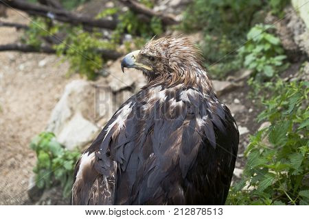 Eagle Buzzard (Buteo rufinus) in rainy weather