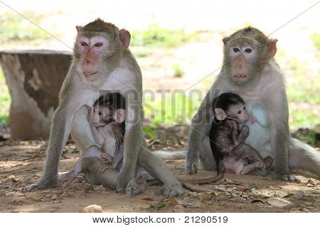 Macaco dalla coda lunga
