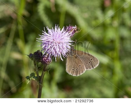 Mariposa de tirabuzón