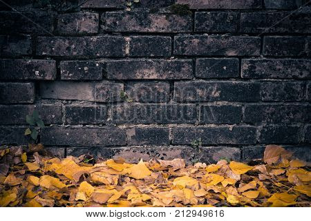 Wall Background With Golden Leaves.