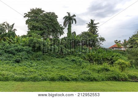 View of a dense tropical forest. High trees covered with weaving plants in the background of the forest. Macritchie reservoir park Singapore