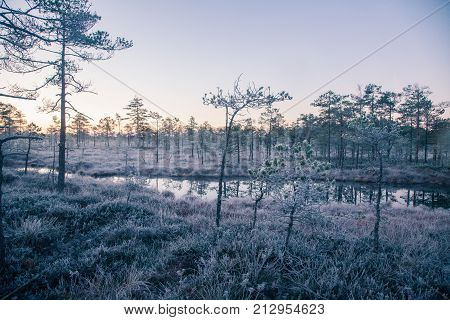 A beautiful morning landscape in a frozem swamp. A small swamp ponds in autumn. Quagmire un wetlands with reflections. White frozem grass.