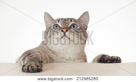 Beautiful Thai cat looking around close-up on a white background