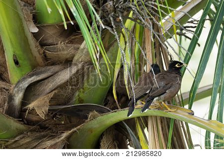 Pair of birds Common myna are sitting on a branch of a palm tree