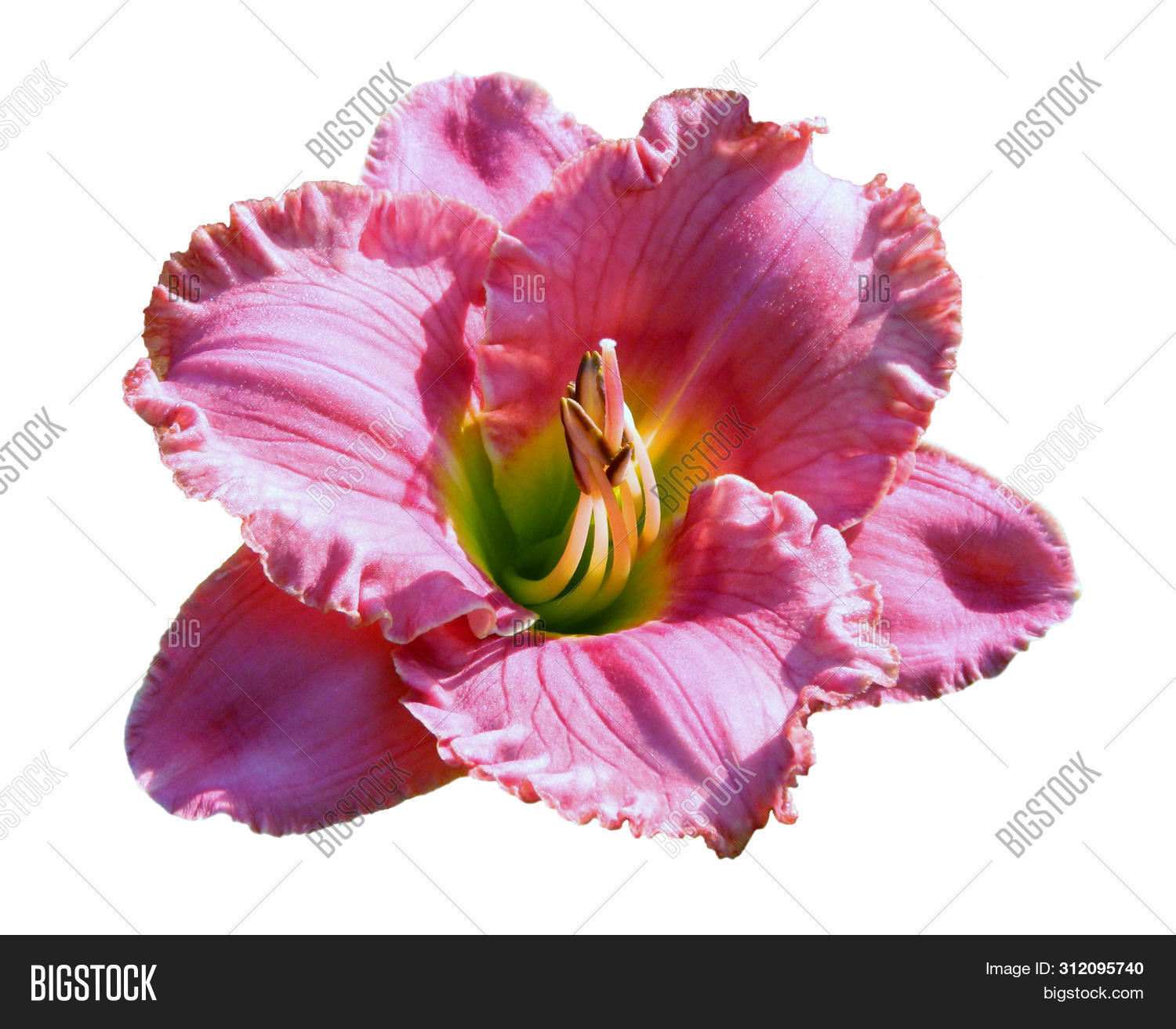 Flower Pink Fluffy Image & Photo (Free Trial) Bigstock