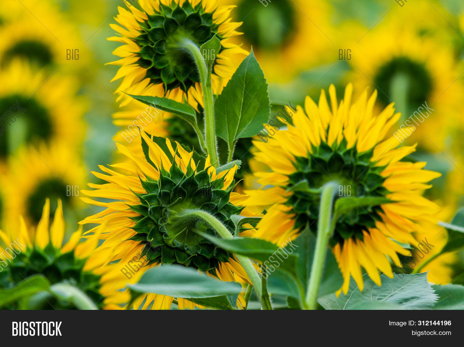 Sunflower Natural Image & Photo (Free Trial) Bigstock