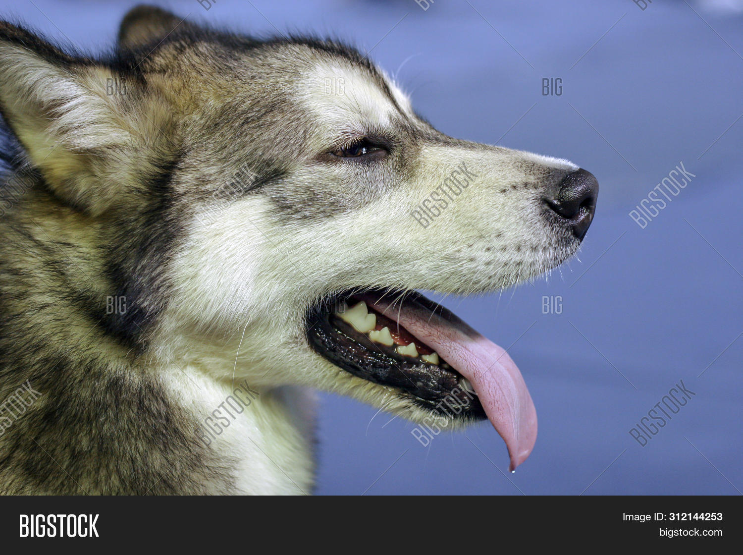 Portrait Husky Dog Image & Photo (Free Trial) Bigstock