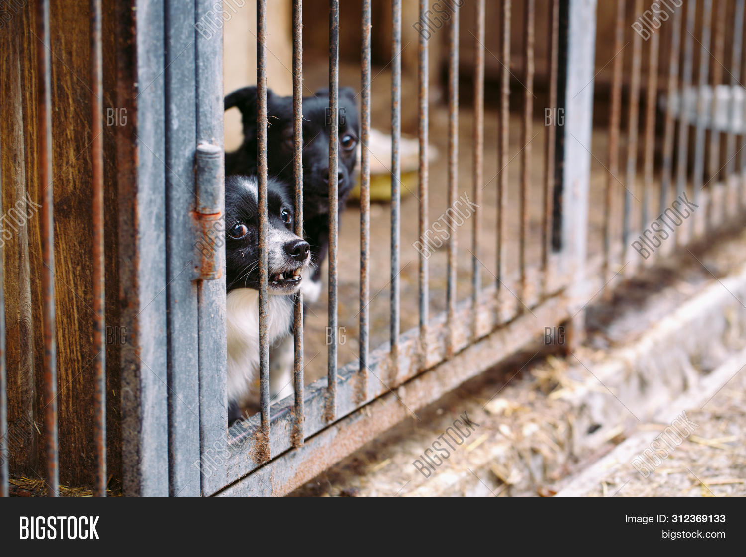 Shelter Stray Dogs. Image & Photo (Free Trial) Bigstock