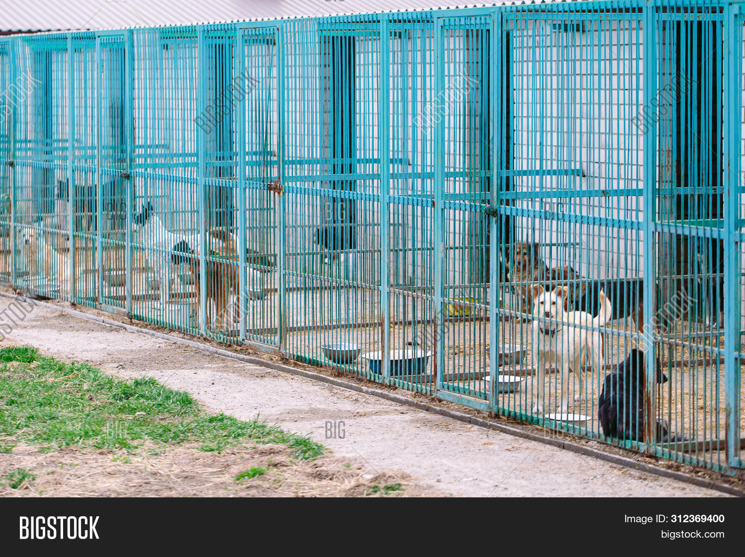 Shelter Stray Dogs. Image & Photo (Free Trial) Bigstock