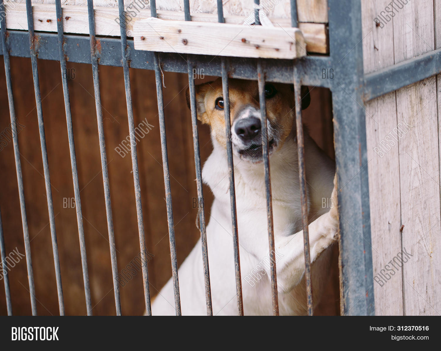 Shelter Stray Dogs. Image & Photo (Free Trial) Bigstock