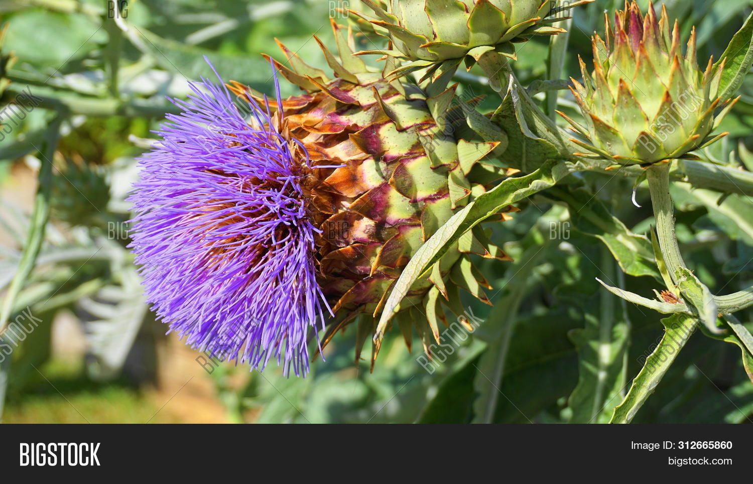 Cardoon Plant Bloom Image & Photo (Free Trial) | Bigstock