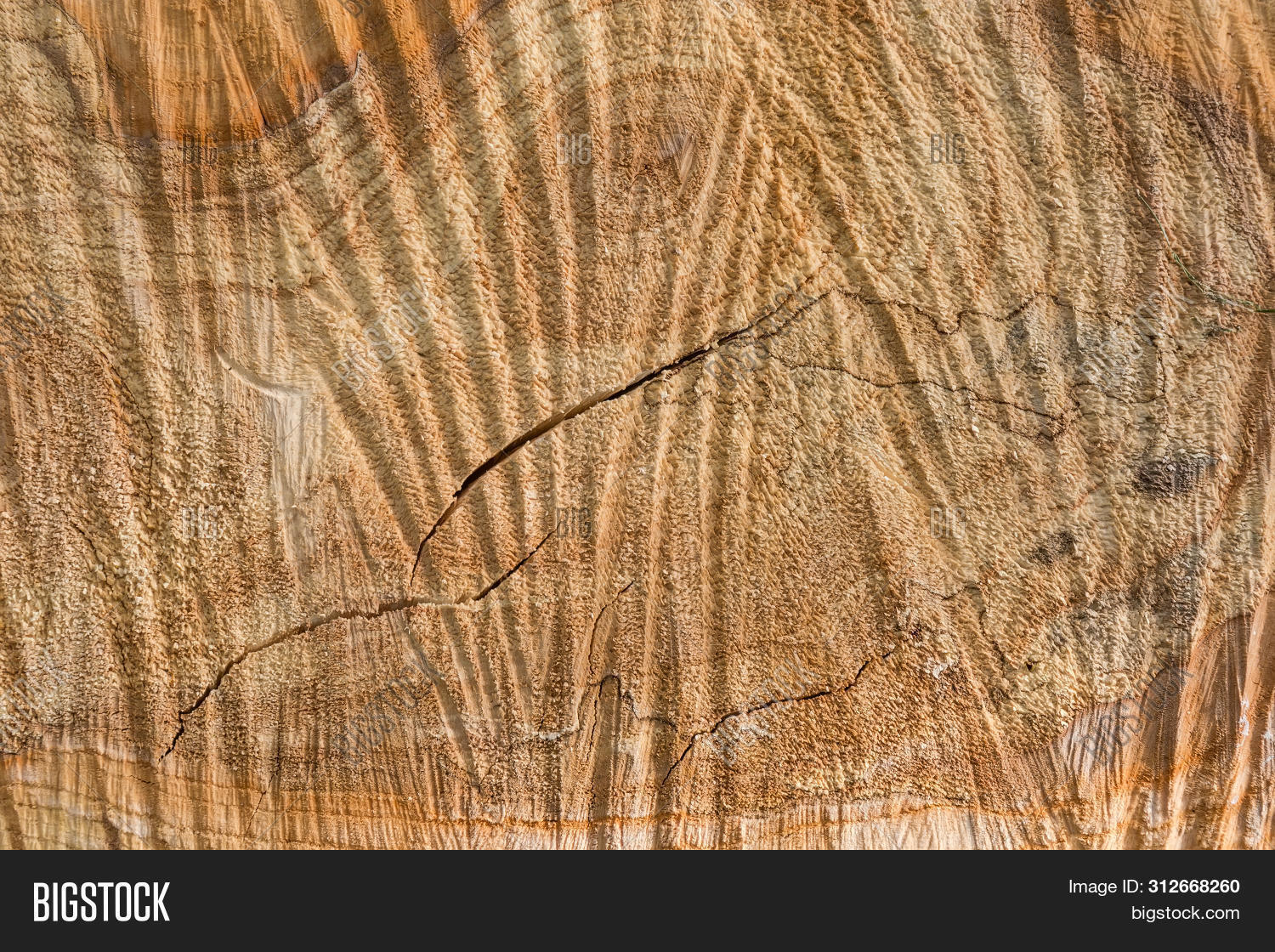 Transverse Tree Cracks Example Background Transverse Image & Photo (Free Trial) | Bigstock