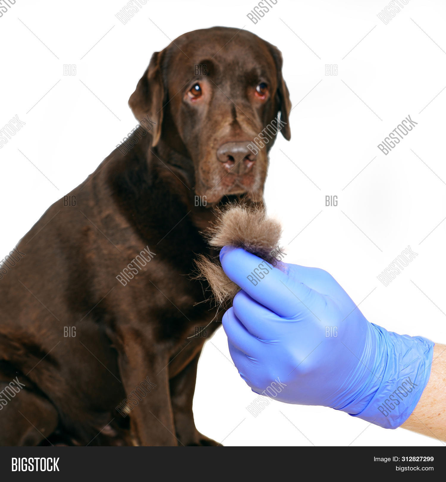 lab undercoat