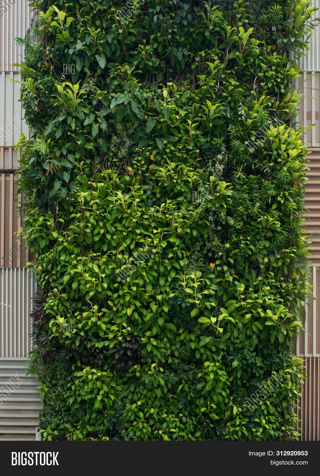 vertical green wall on Green Wall Vertical Image Photo Free Trial Bigstock