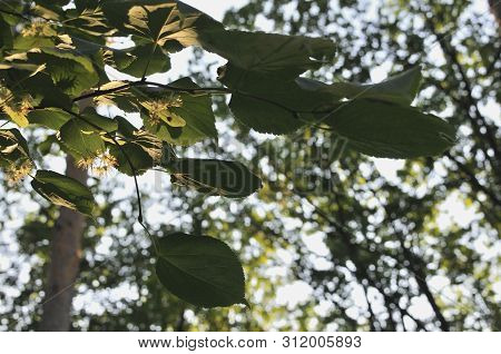 Varicolored Linden Leaves. Linden Branch With Green Linden Leaf, Selective Focus. Colorful Linden Le