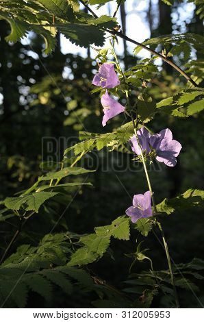 Campanula Carpatica, Tussock Bellflower Or Carpathian Harebell. Rapido Blue. Plantae, Angiosperms, A