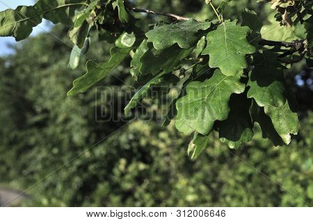 Varicolored Oak Leaves. Oak Branch With Green Oak Leaf, Selective Focus. Colorful Oak Leaves In Beau