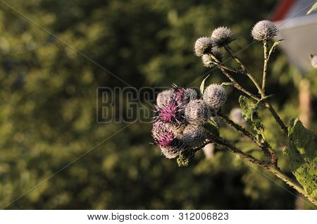 Burdock Thorny Purple Flower, Green Buds And Leaves In Herbal Garden. Blooming Medicinal Plant Burdo