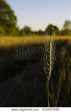 Spike Of Barley On A Cereal Field With A Sunbeam And A Flare, Vertical. Green Bright Sunny Ripe Ears