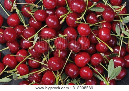 A Large Cream Dish Filled To The Top With Cherries And Petioles, Next To It There Are Green Leaves,
