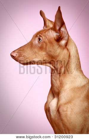 Pharaoh Hound Puppy