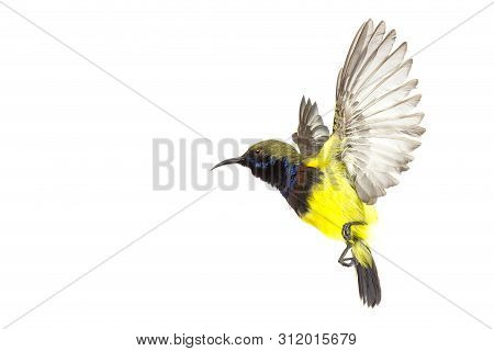 Beautiful Flying Bird (olive-backed Sunbird) Isolate On White Background. High-resolution Flying Bir