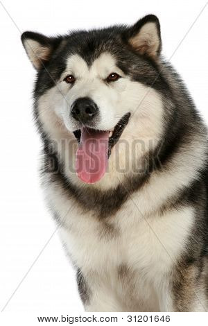 Alaskan Malamute-Hund