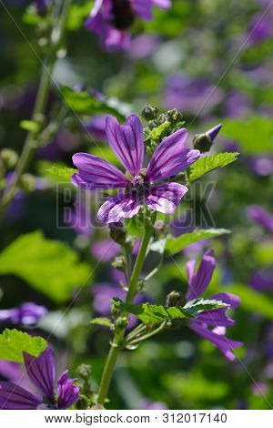 Flowers Of Wild Mallow, Malva Silvestris, Bavaria, Germany, Europe