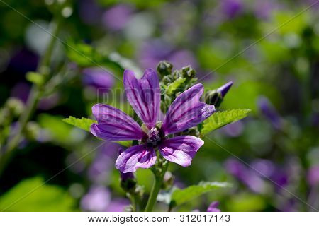 Flower Of Wild Mallow, Malva Silvestris, Bavaria, Germany, Europe