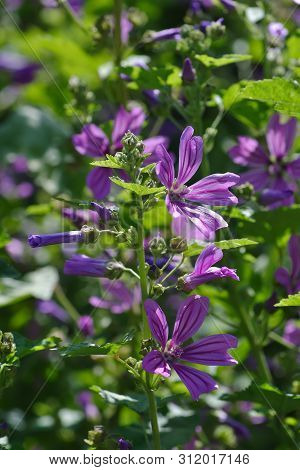 Flowers Of Wild Mallow, Malva Silvestris, Bavaria, Germany, Europe