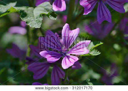 Flower Of Wild Mallow, Malva Silvestris, Bavaria, Germany, Europe