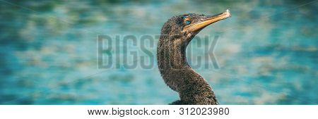 Galapagos flightless cormorant wildlife bird cormorants blue eyes on ocean background panoramic banner on Fernandina island, Espinoza Point, Ecuador, South America travel.