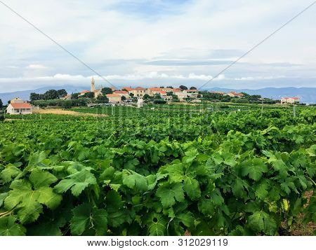 A View Of A Sprawling Wine Vineyard Growing The Local Grk Grapes With The Small Town Of Lumbarda In 